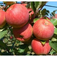 Продам яблука з молодого саду Чемпіон, Айдаред гарні, смачні, без парші, градобою
