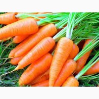 Фермерська морква за привабливими цінами