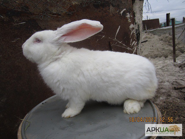 Фото 3. Продаємо кролики породи Фландер