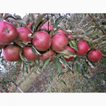 Продам яблоки крупным оптом 1000 т. на экспорт