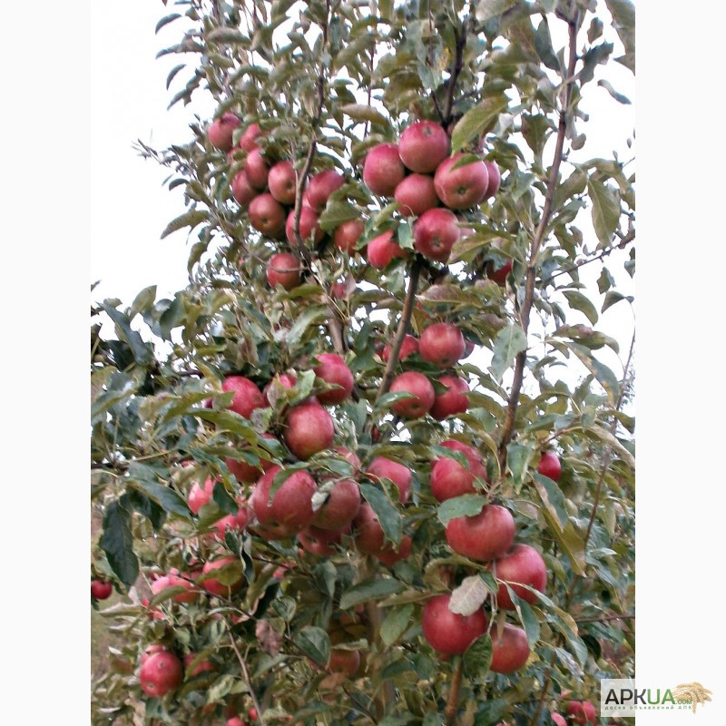 Фото 2. Продам яблоки крупным оптом 1000 т. на экспорт