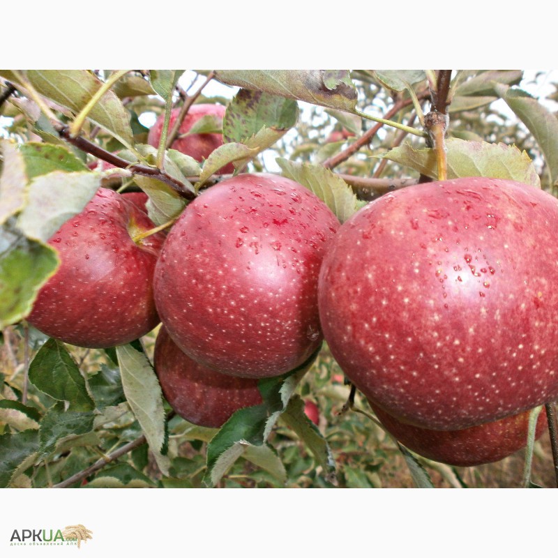 Фото 3. Продам яблоки крупным оптом 1000 т. на экспорт