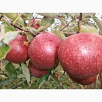 Продам яблоки крупным оптом 1000 т. на экспорт