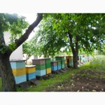 Продам пчелосемьи системы Рута