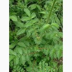 Продам лекарственные травы: Пустырник, Репяшок, Скумпия кожевенная лист