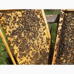 Бджолопакети, пчелопакеты 2017, Ивано-Франковская обл
