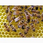 Продам пчелопакеты украинской степной породы