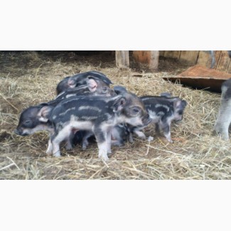 Продам свиноматок, породы венгерская мангалица