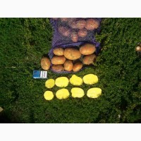 Продам картофель оптом, сорт Ривьера, Белароса