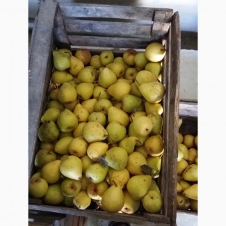 Продам груши(лимонная Бера)