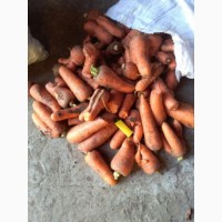 Морковь Абако некондиция