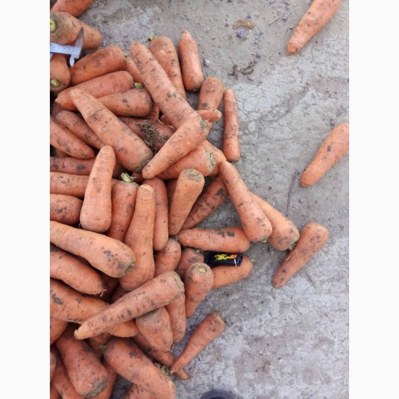 Фото 3. Продам морковку для закладки