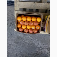 Продам Апельсин