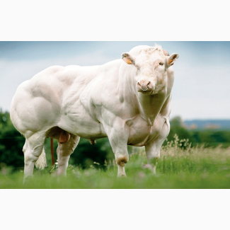 Генетичний матеріал биків породи Бельгійська Блакитна