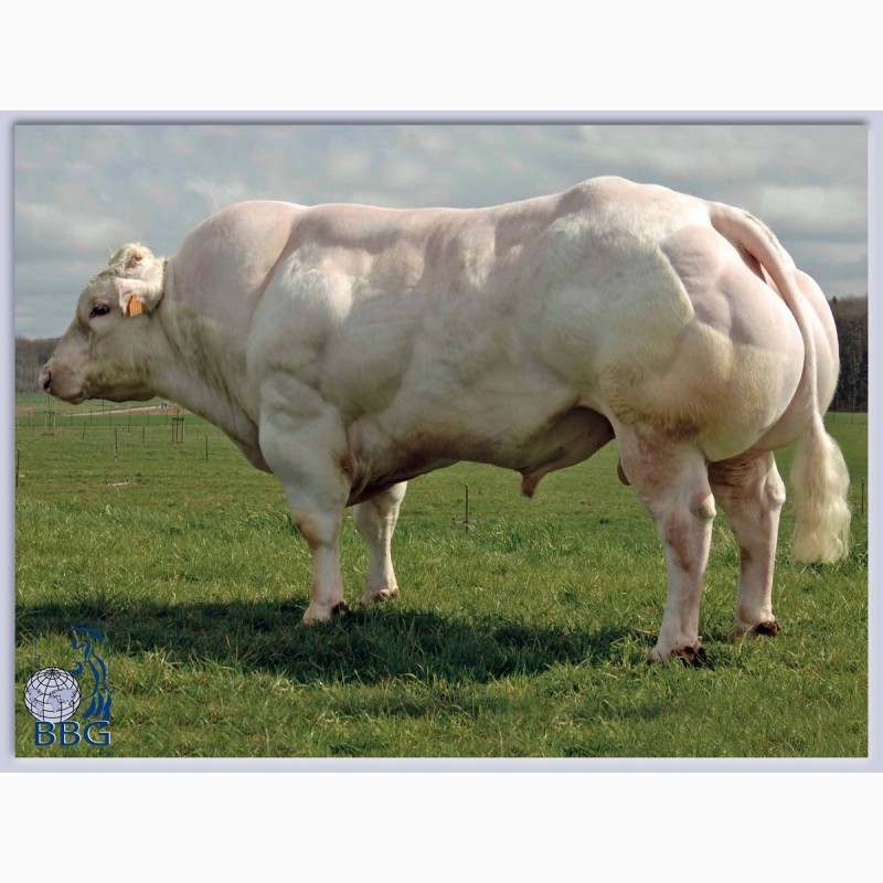 Фото 2. Генетичний матеріал биків породи Бельгійська Блакитна