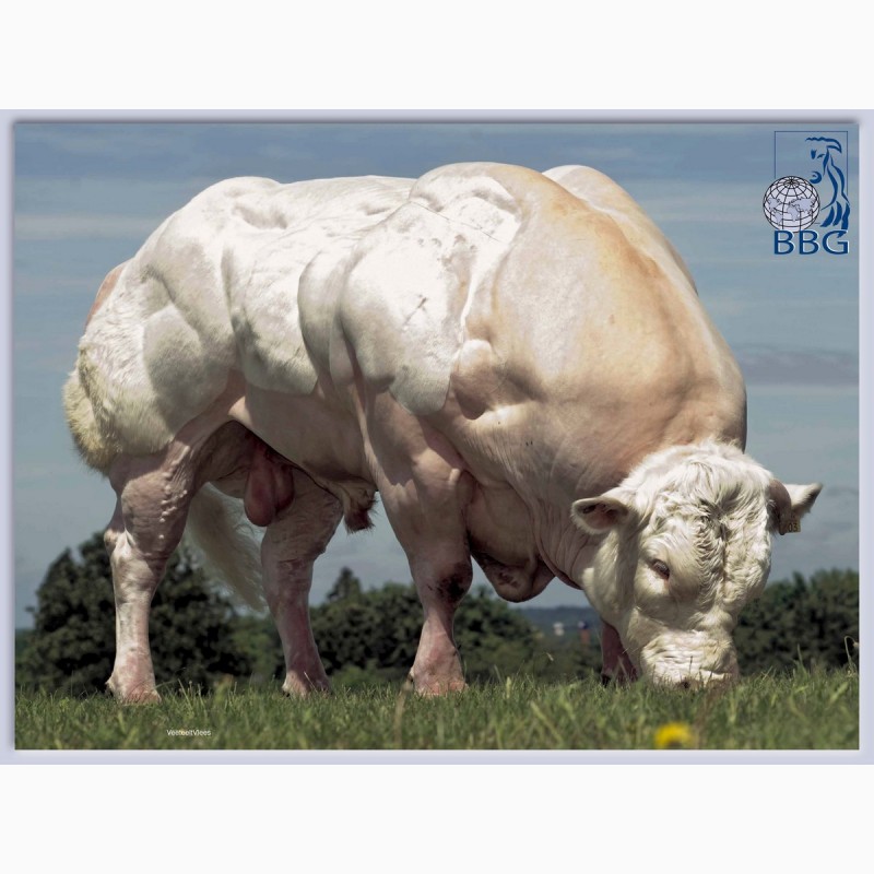 Фото 3. Генетичний матеріал биків породи Бельгійська Блакитна