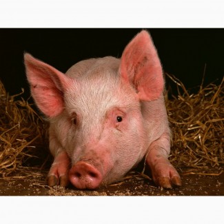 Продам свиней || Черкассы и область || КУПИТь свиней живой вес 10/20/100 кг