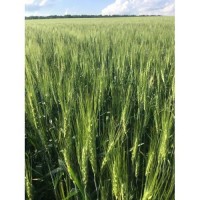 Насіння озимої пшениці Соломія