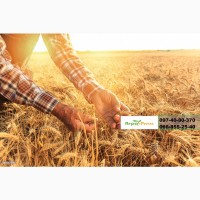 Семена озимой пшеницы Шестопаловка, (элита ) урожай 2021 г
