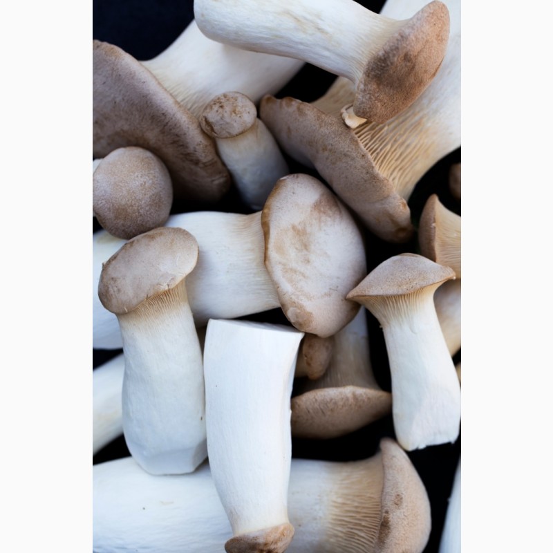 Фото 2. Свежие грибы Еринги