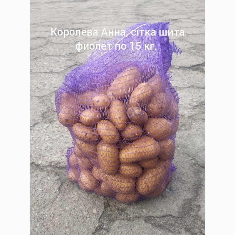 Фото 2. Продам товарну та насінневу картоплю Королева Анна, Голандія, Польша