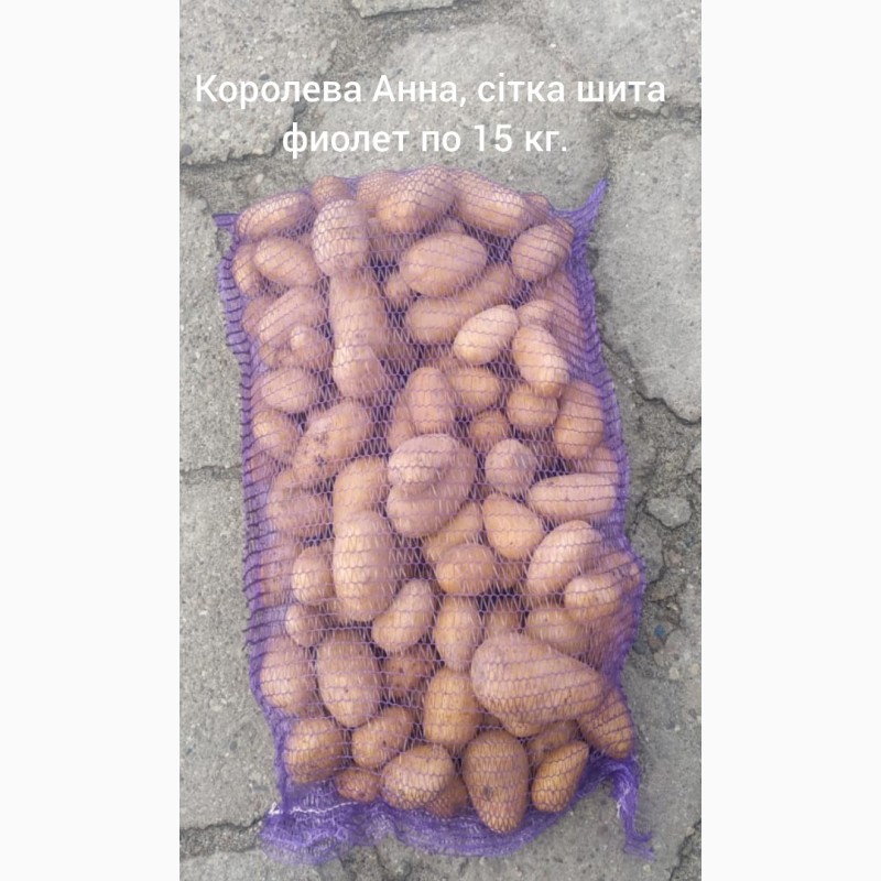 Фото 3. Продам товарну та насінневу картоплю Королева Анна, Голандія, Польша