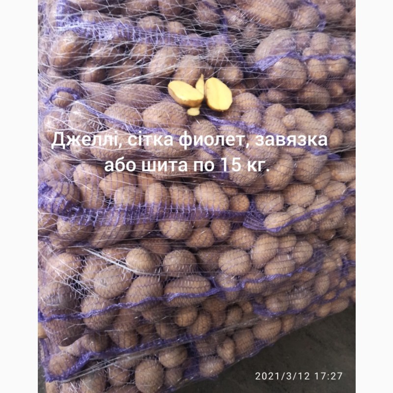 Фото 4. Продам товарну та насінневу картоплю Королева Анна, Голандія, Польша