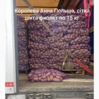 Продам товарну та насінневу картоплю Королева Анна, Голандія, Польша
