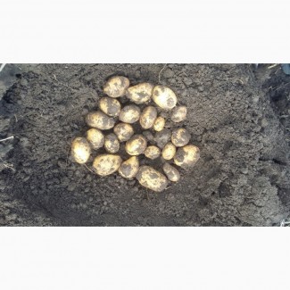 Продам насіневу картоплю сортів Наташа, Гранада, Королева Анна, Белороса
