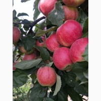 Красивые яблоки от производителя сортов Гала, Чемпион, Лигол, Голден, Декоста, Фуджи