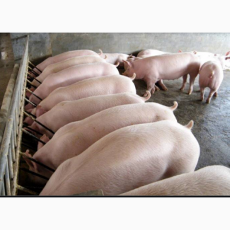 Продам домашних свиней мясной породы