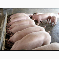 Продам домашних свиней мясной породы