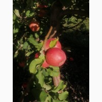 Продам яблука з молодого саду, урожай 2022