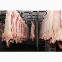 Свинина оптом від виробника. Напівтуші свинні, елементи та субпродукти