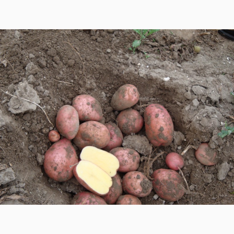 Фото 3. Продам картоплю