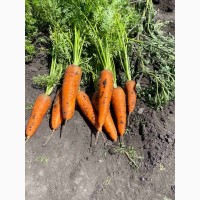 Закупаем молодую морковь 1-2сорта