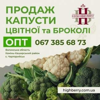 Продаж капуста цвітна, капуста броколі, від виробника