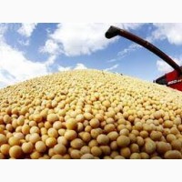 Закупаємо постійно Сою по всій Україні