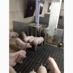 Продам свині середня вага 25 кг