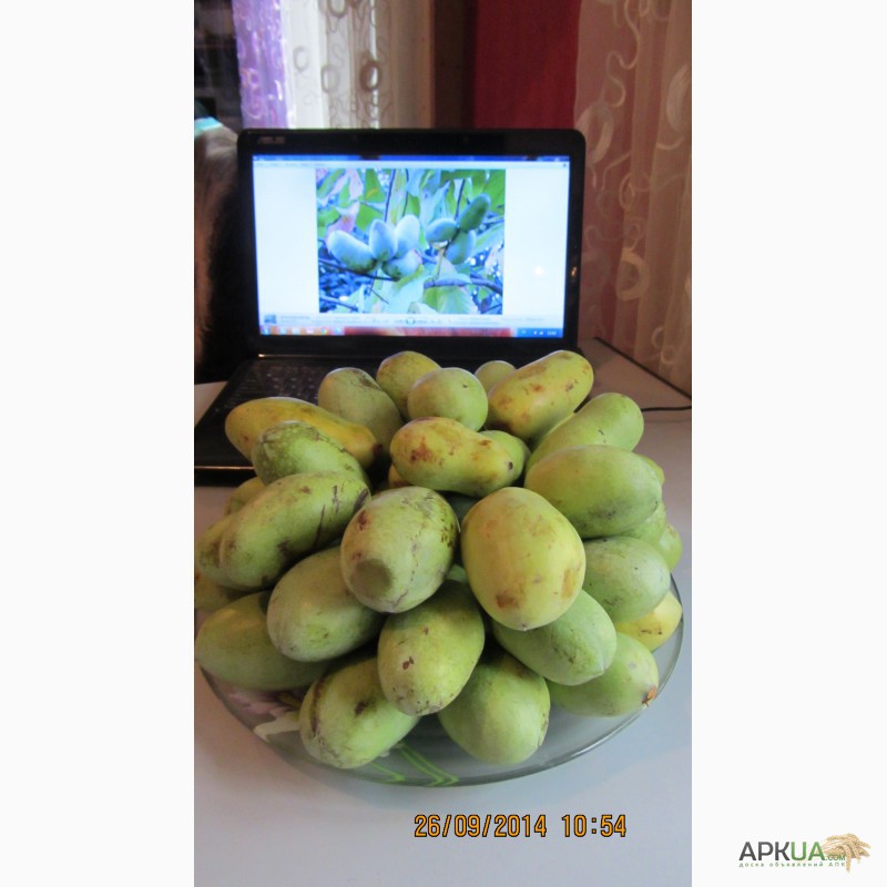 Фото 14. Саженцы Азимины. Восхитительный вкус манго, ананаса, земляники в одном фрукте