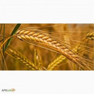 Покупаем пшеницу, ячмень, кукурузу и другие зерновые культуры