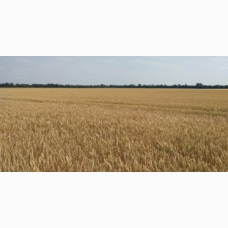 Насіння озимої пшениці сорт Самурай-61 ц/га-цього року