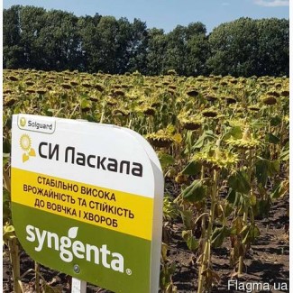Гибрид семян подсолнечника СИ Ласкала (Круизер) Днепропетровская область