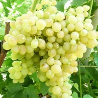 Продам оптом виноград для экспорта