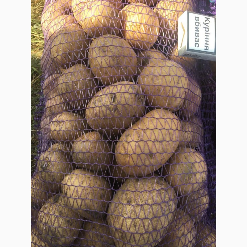 Фото 6. Продам оптом семенной картофель. Сорта: Гранада, Коннект, Ред Леди и другие