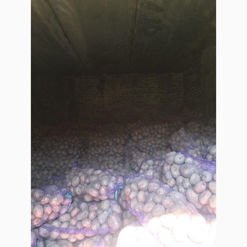 Фото 8. Продам оптом семенной картофель. Сорта: Гранада, Коннект, Ред Леди и другие
