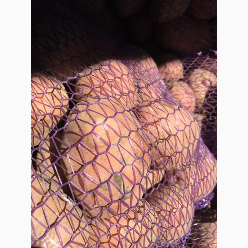 Фото 9. Продам оптом семенной картофель. Сорта: Гранада, Коннект, Ред Леди и другие