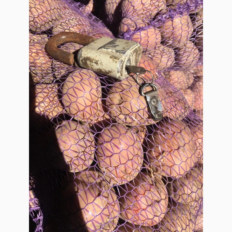 Фото 10. Продам оптом семенной картофель. Сорта: Гранада, Коннект, Ред Леди и другие