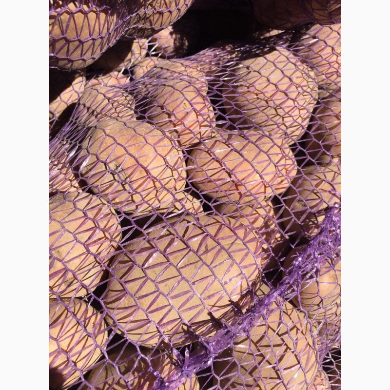 Фото 13. Продам оптом семенной картофель. Сорта: Гранада, Коннект, Ред Леди и другие