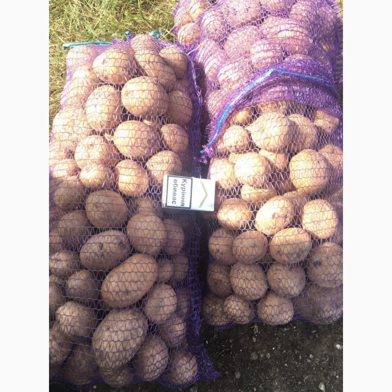 Фото 3. Продам оптом семенной картофель. Сорта: Гранада, Коннект, Ред Леди и другие